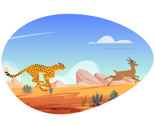 cheetah-safari