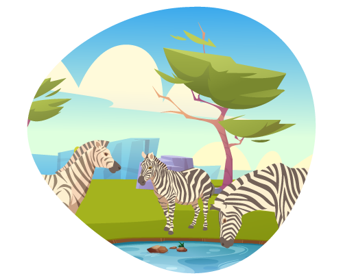 zebra-safari